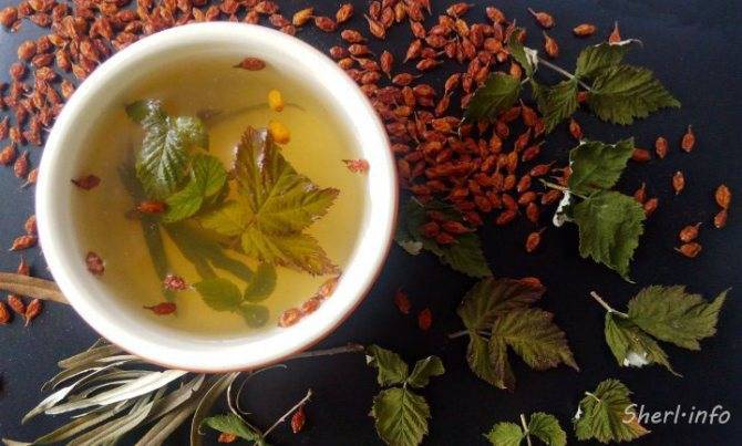 Как ферментировать листья малины и готовить из них чай