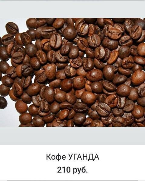 Кофе либерика: особенности сорта кофейных зерен и как пить
