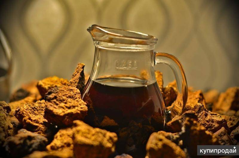 Чай из березовой чаги, как заваривать и принимать