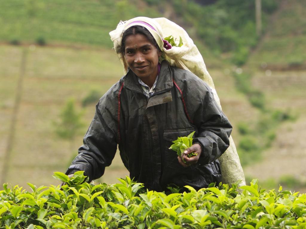 Как развивалась история чая в индии: влияние англии, борьба с китаем и современное место страны в производстве чая