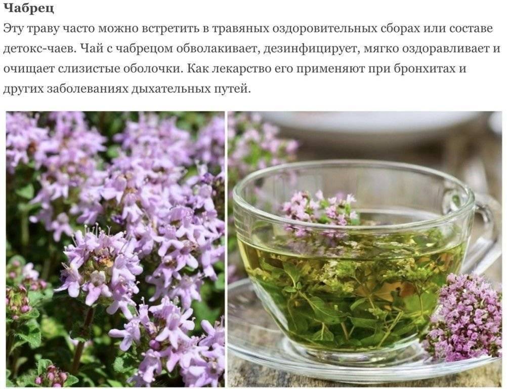 Татар чай или железница крымская, польза и вред