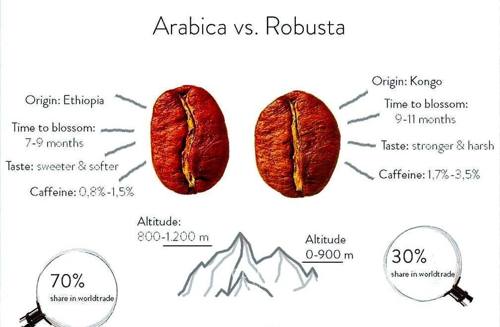 Робуста и арабика: различия, что лучше
