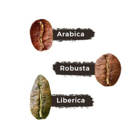 Сорт кофе либерика: описание, отзывы, виды