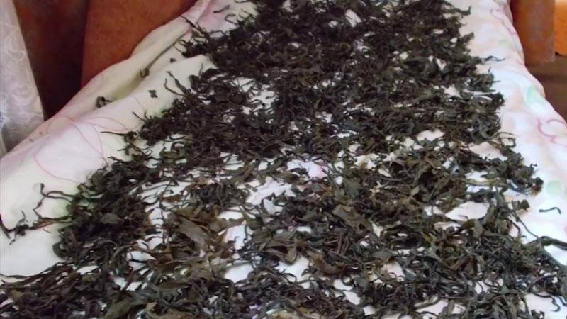 Правильная ферментация иван-чая в домашних условиях: подготовка листьев, ферментирование, сушка и хранение готового чая