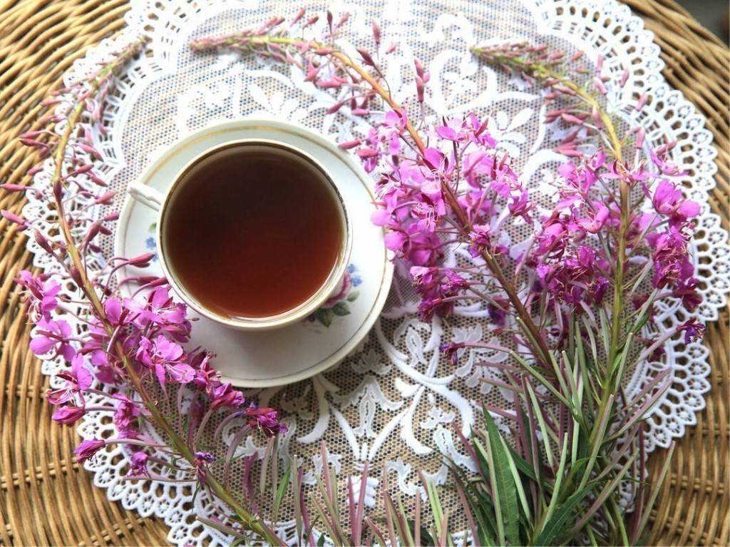 Иван-чай польза и вред для здоровья после 50 лет