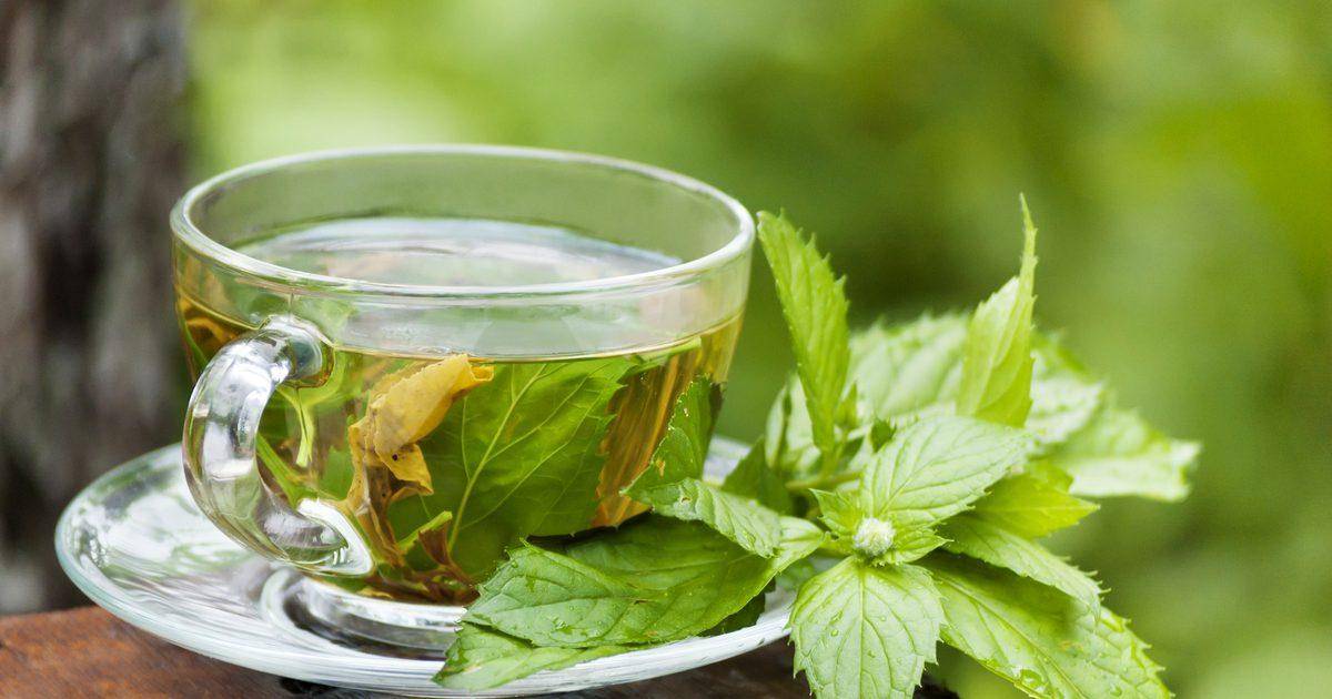 Чай из крапивы: польза и вред, как приготовить и пить