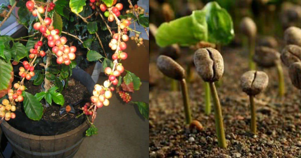 Кофейное дерево- выращивание в домашних условиях, фото и видео