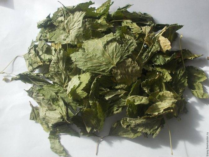 Чай из листьев смородины: польза и заготовка