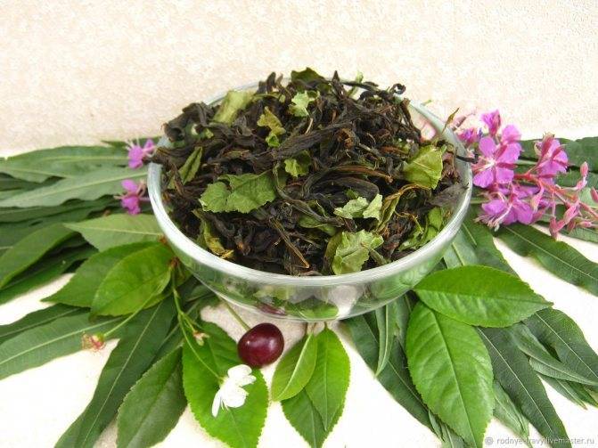 Чай из листьев вишни когда собирать как сушить и как сделать чай - агро эксперт