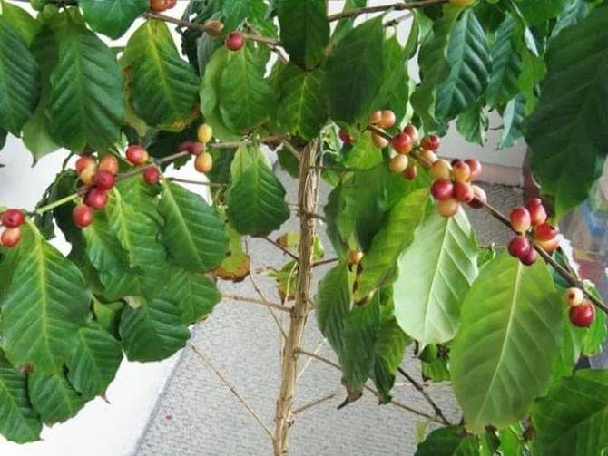 Кофейное дерево: выращивание кофе в домашних условиях