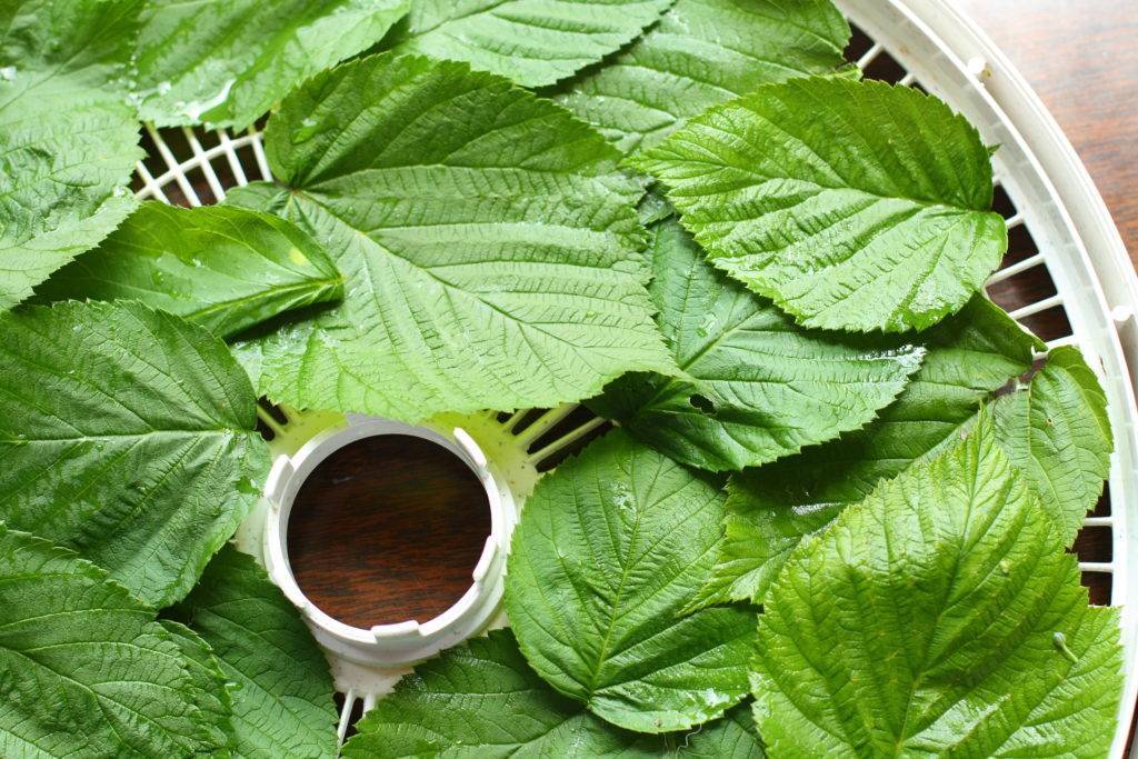Польза и вред чая из листьев смородины: рецепты приготовления, как сделать