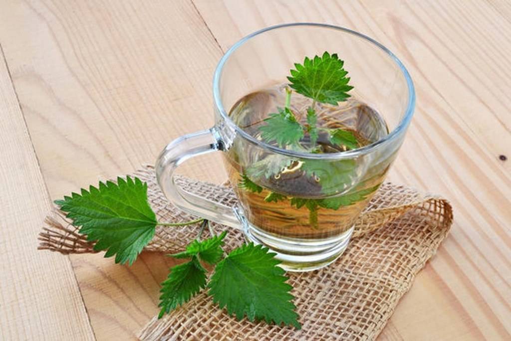 Чай из листьев смородины: польза и вред, сбор и приготовление по лучшим рецептам