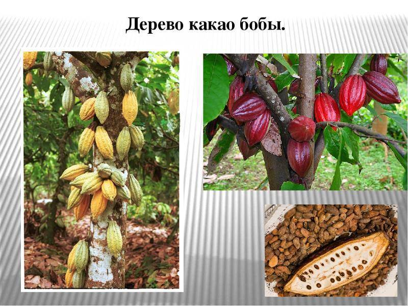 Выращивание шоколадного дерева и производство какао