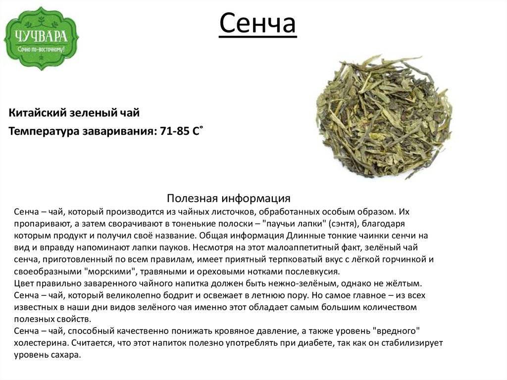 Зеленый чай сенча: лечебные и полезные свйоства, описание пользы
