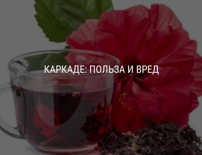 Чай каркаде: полезные свойства и вред - новости на kp.ua