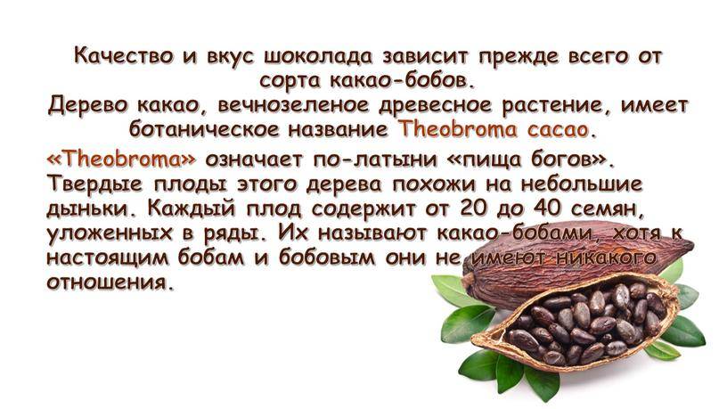Какао: пищевая ценность, польза для здоровья и популярные рецепты