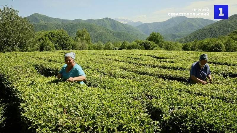 Краснодарский чай: виды, состав, где выращивают - rus-womens