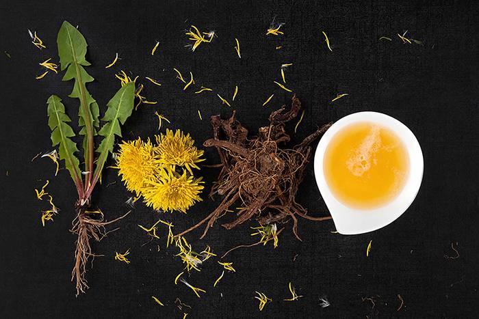 Как правильно заваривать чай из одуванчика: из цветков, листьев, корней, как пить. одуванчиковый чай: польза и вред, как употреблять напиток