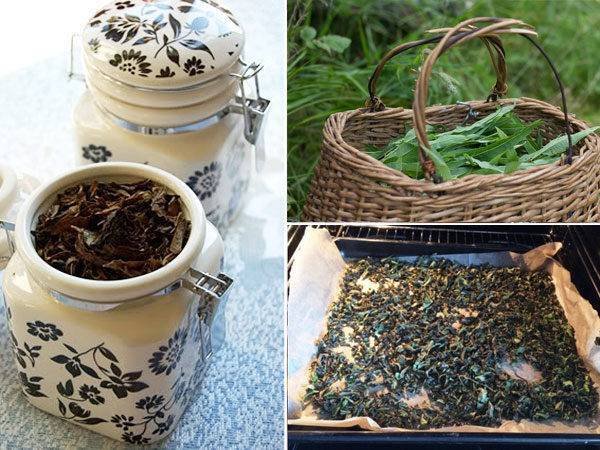 Какие травы для чая можно собирать летом