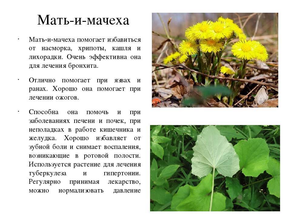 Мать-и-мачеха | справочник пестициды.ru
