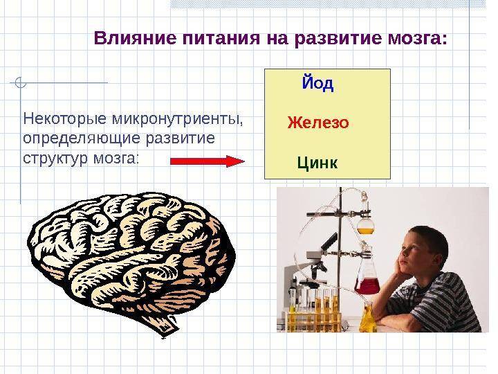 Как заставить мозг человека работать быстрее и эффективнее — блог викиум