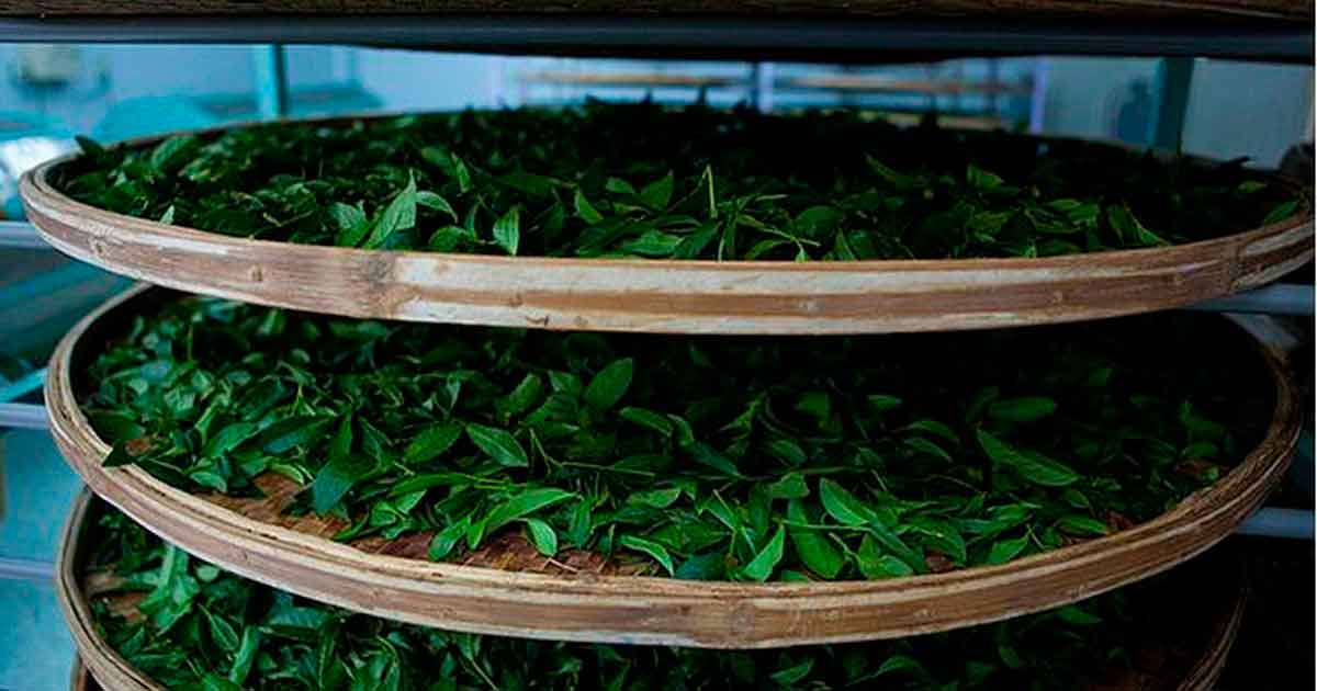 Как делают чай: технологии выращивания, изготовления, производства, чайный пакетик