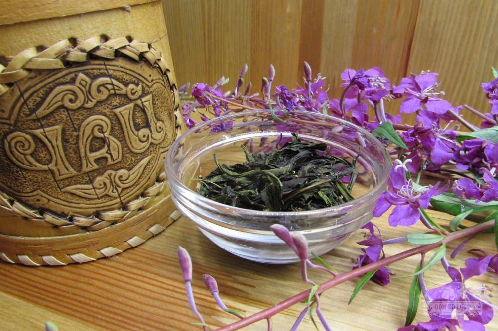Как правильно собирать цветы жасмина для чая