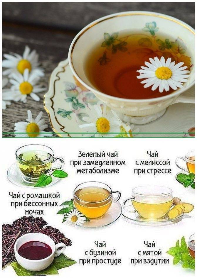 Чай лимонник китайский лечебные свойства и противопоказания
