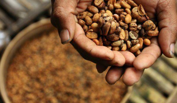 Что такое бразилия сантос? или о том, как читать этикетку бразильского кофе в зернах от эксперта