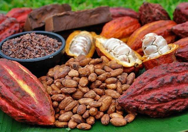 Какао – пища богов польза и вред для здоровья