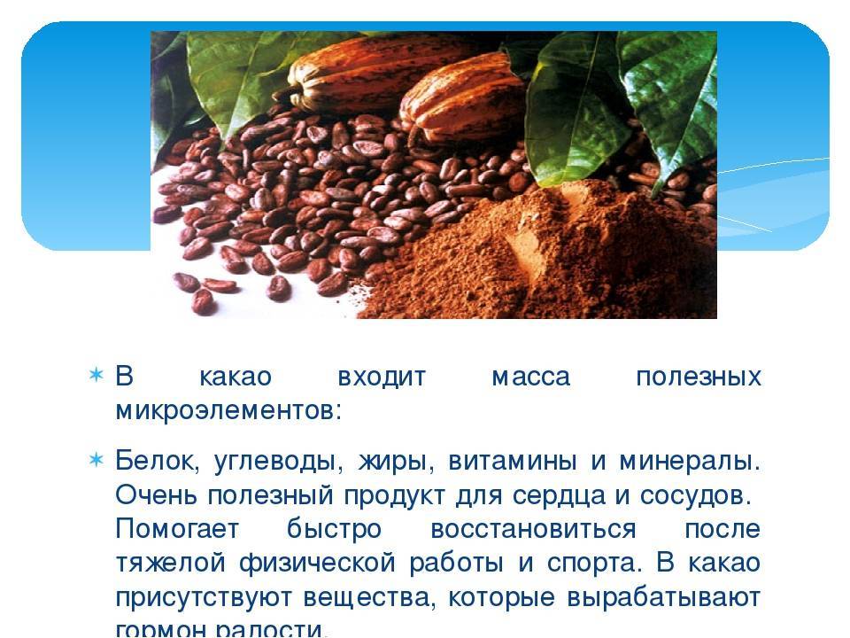 Из чего делают какао-порошок: этапы и технологии производства, свойства