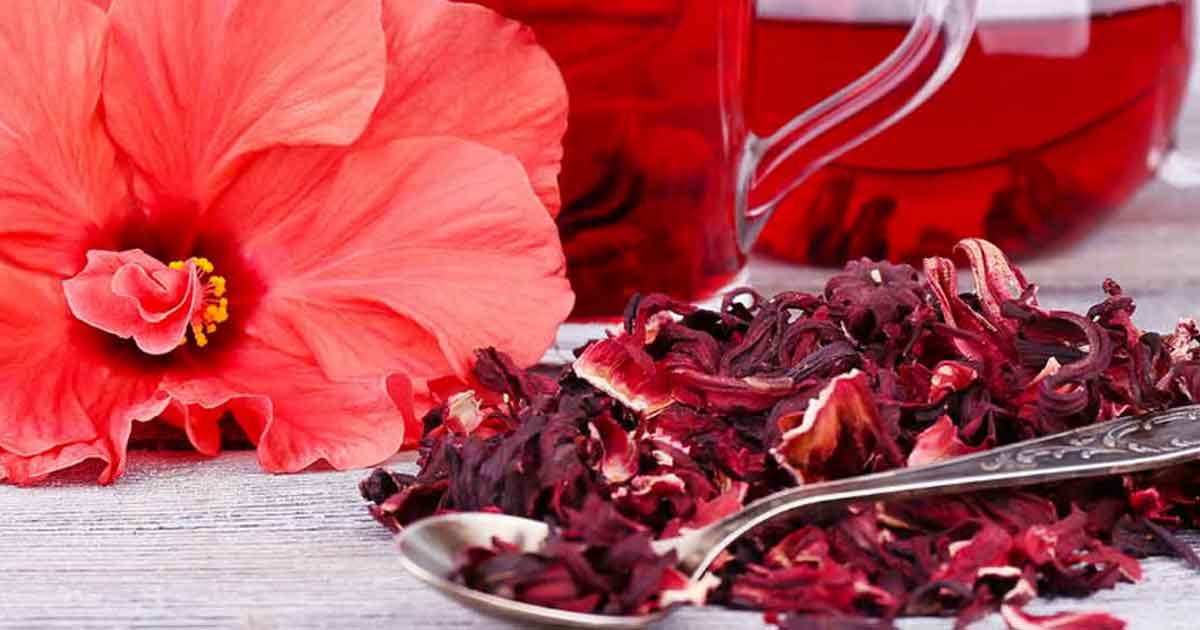 Чайная роза: полезные свойства, рецепты применения и противопоказания