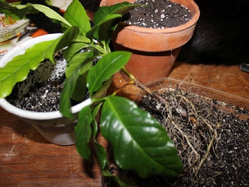 Кофейное дерево: выращивание и уход в домашних условиях