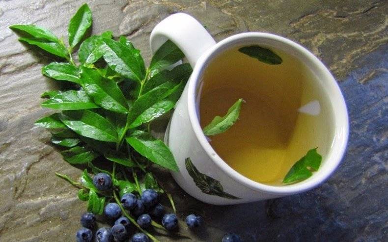 Черничный чай: польза, вред, заготовка сырья, рецепты напитка