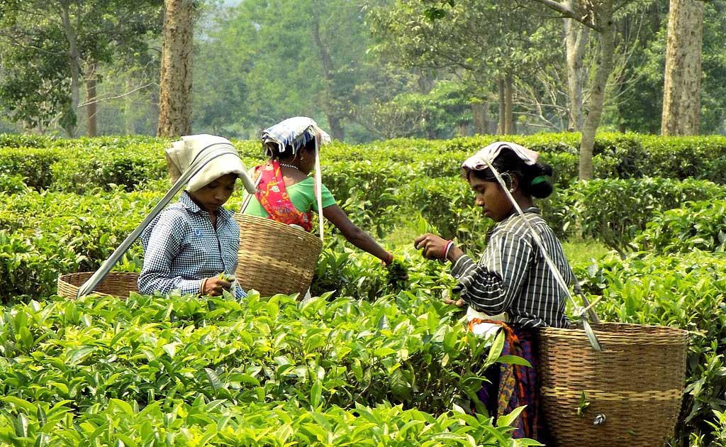 Особенности индийской чайной индустрии: крупнейшие производители, элитные сорта чая, система сбыта