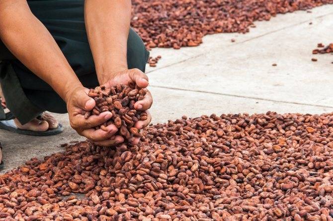 Какао-бобы: где растут, родина выращивания плодов, как выглядят, крупнейшие страны-производители