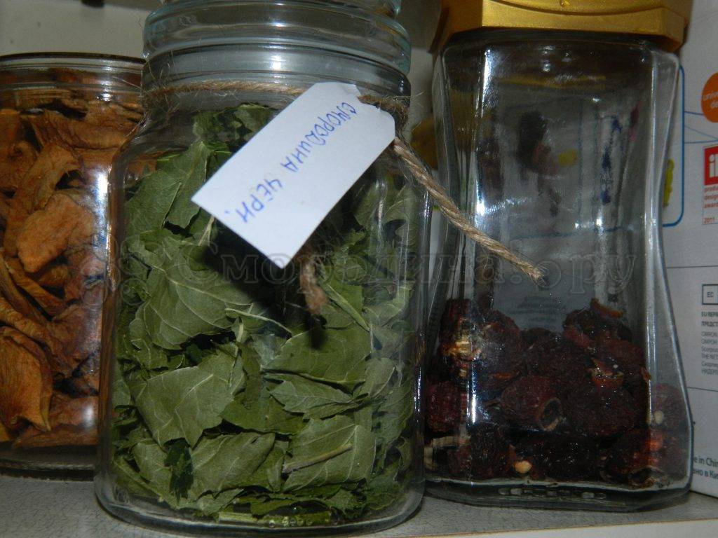 Заготовка листьев смородины для чая