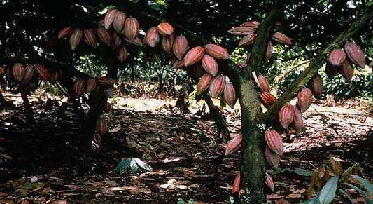 Как вырастить какао дерево в любой природной зоне