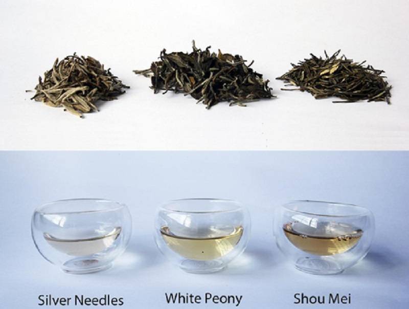Белый чай: польза и вред. как заваривать белый чай