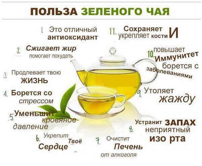 Польза и вред зеленого чая для мужчин