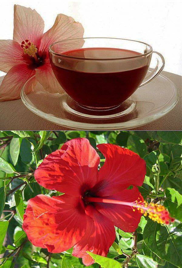 Чай каркаде: полезные свойства и противопоказания напитка