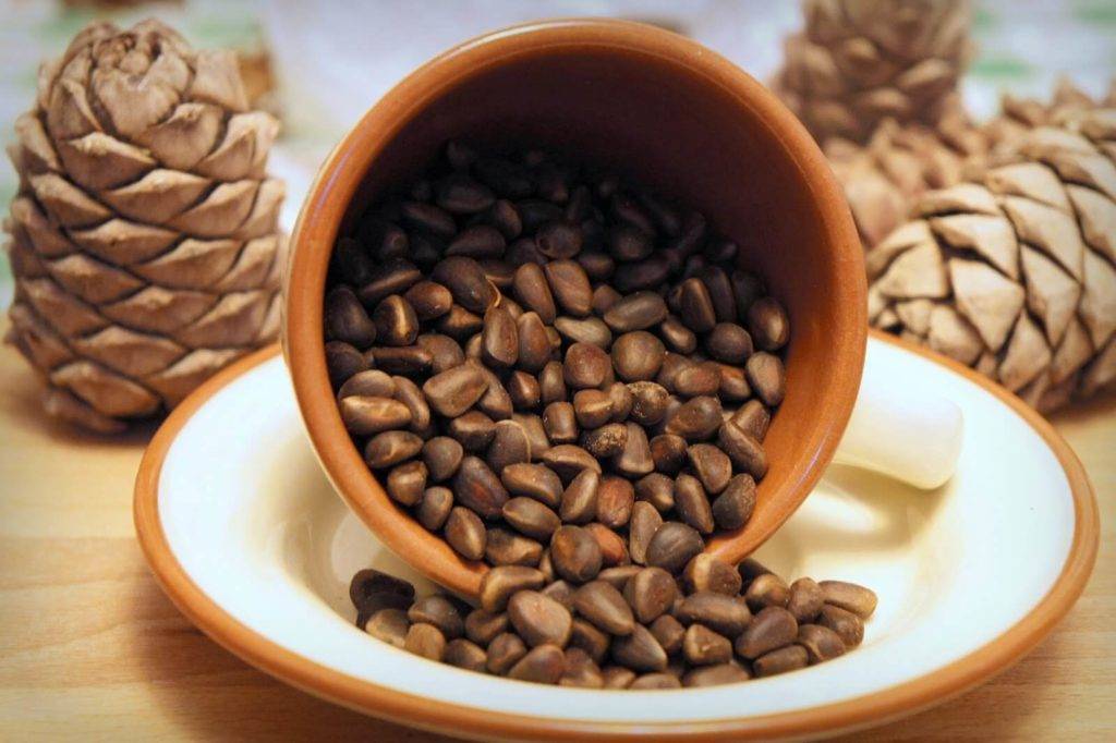 Кедровые орехи — польза и вред, применение настойки и масла кедрового ореха