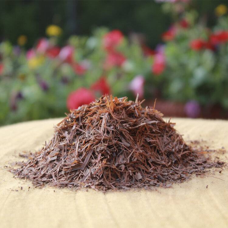 Лапачо — волшебный напиток из коры муравьиного дерева