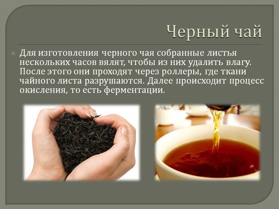 Чай пуэр: что это такое, эффекты китайского чая, полезные свойства, описание