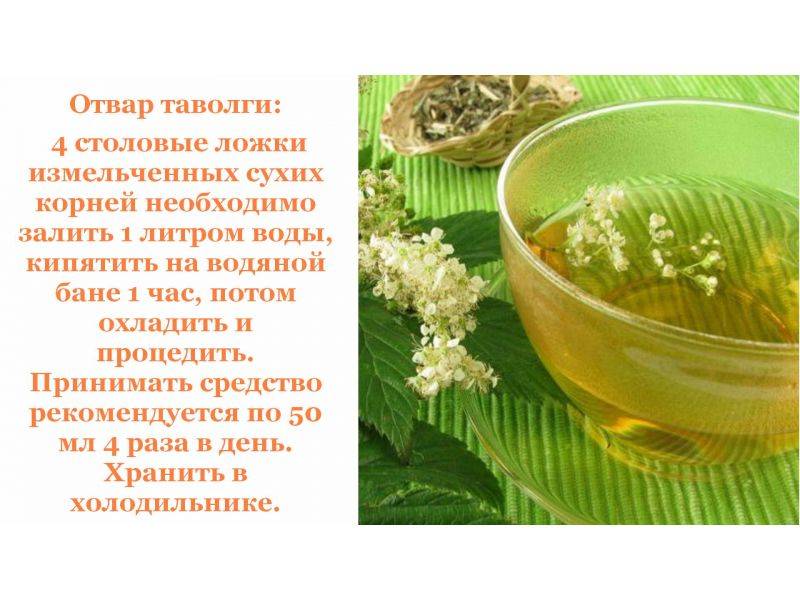 Таволга: лечебные свойства и репепты отвара (чая)
