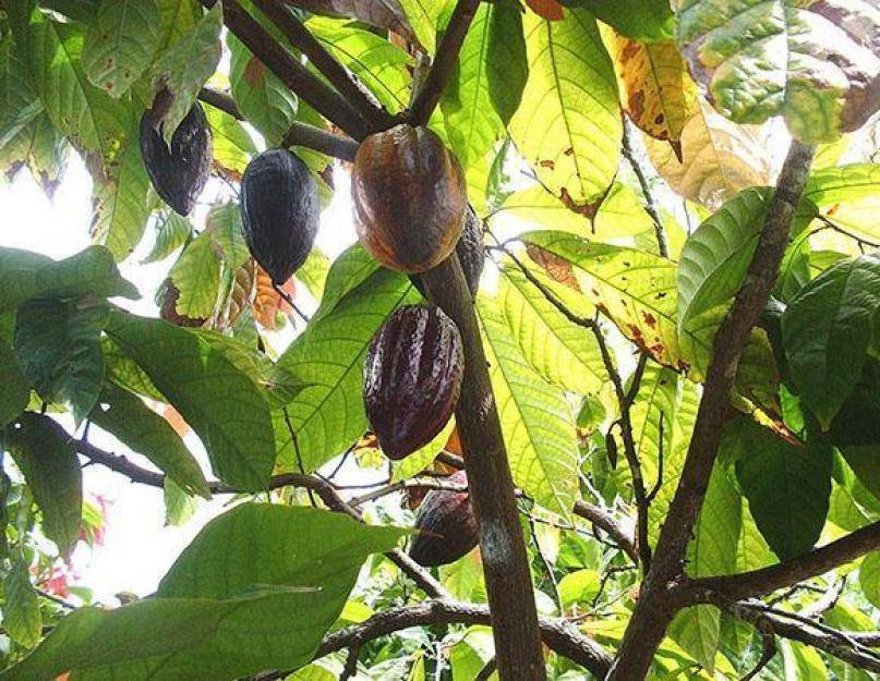Шоколадное дерево: описание, выращивание в домашних условиях