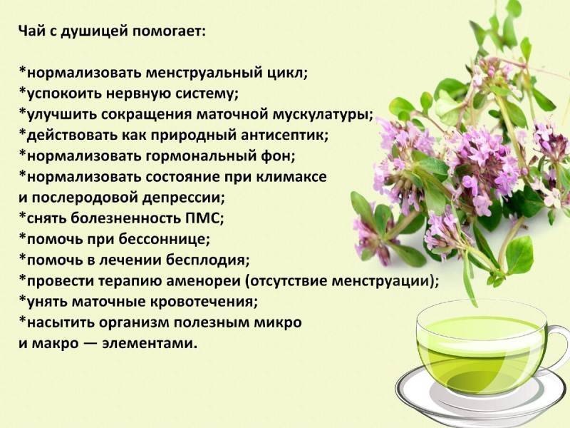 Чай с душицей – напиток для здоровья