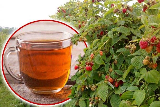 Полезный чай из ягод и листьев черной смородины