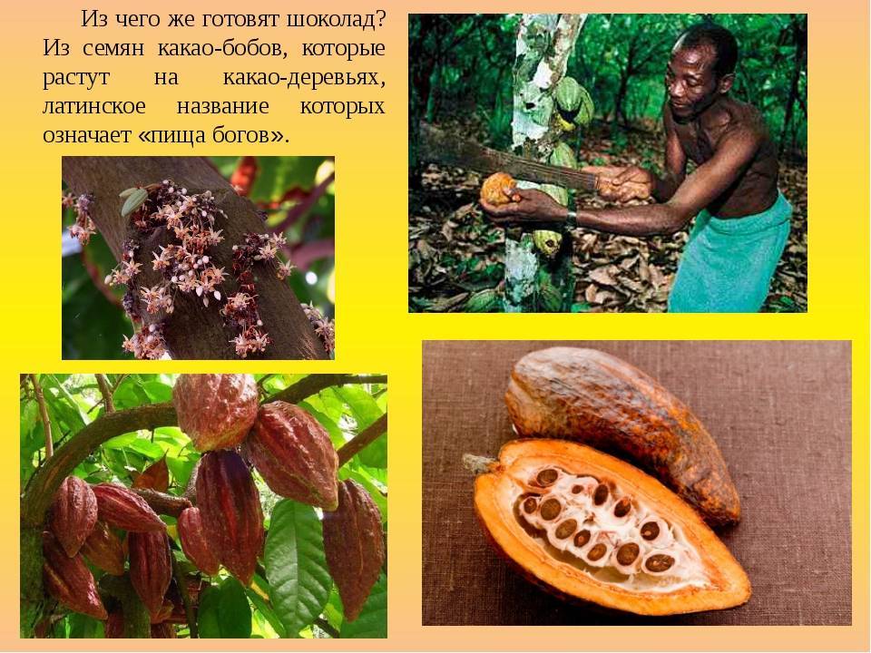 Как растет какао