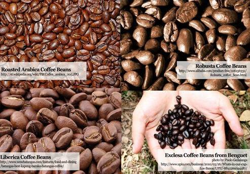 Кофе эксцельза – описание, применение, разновидности